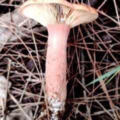 Lactarius eucalypti at Potato Point, NSW - 2 May 2024