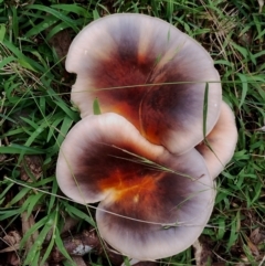 Omphalotus nidiformis (Ghost Fungus) at Potato Point, NSW - 2 May 2024 by Teresa