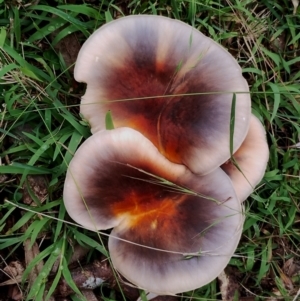 Omphalotus nidiformis (Ghost Fungus) at Potato Point, NSW by Teresa