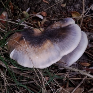 Omphalotus nidiformis at Eurobodalla National Park - 2 May 2024