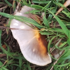 Omphalotus nidiformis at Eurobodalla National Park - 2 May 2024