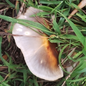 Omphalotus nidiformis at Eurobodalla National Park - 2 May 2024