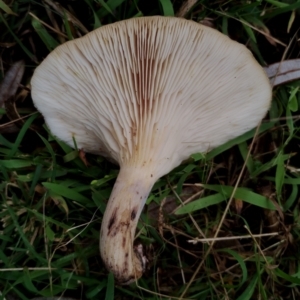 Omphalotus nidiformis at Eurobodalla National Park - 2 May 2024