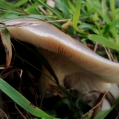 Omphalotus nidiformis at Eurobodalla National Park - 2 May 2024