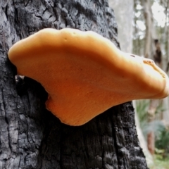 Piptoporus australiensis (Curry Punk) at Eurobodalla National Park - 2 May 2024 by Teresa