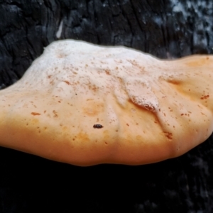 Piptoporus australiensis at Eurobodalla National Park - 2 May 2024 12:35 PM