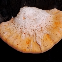 Piptoporus australiensis at Eurobodalla National Park - 2 May 2024 12:35 PM