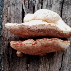 Piptoporus australiensis at Eurobodalla National Park - 2 May 2024 12:35 PM