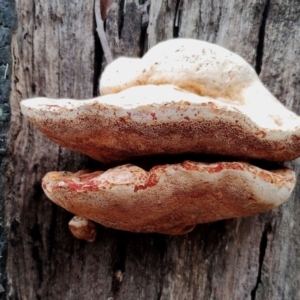 Piptoporus australiensis at Eurobodalla National Park - 2 May 2024 12:35 PM