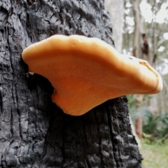 Piptoporus australiensis at Eurobodalla National Park - 2 May 2024