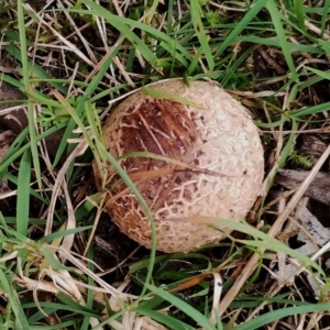 Scleroderma sp. at Eurobodalla National Park - 2 May 2024