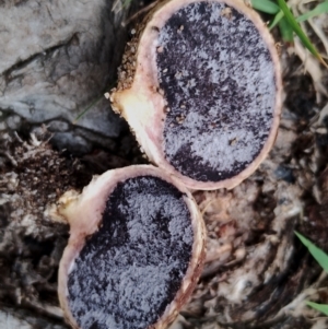 Scleroderma sp. at Eurobodalla National Park - 2 May 2024