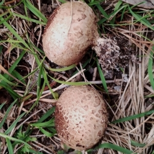 Scleroderma sp. at Eurobodalla National Park - 2 May 2024