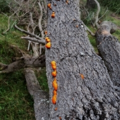 Trametes coccinea (Scarlet Bracket) at Eurobodalla National Park - 2 May 2024 by Teresa