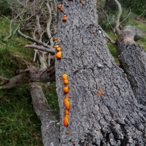 Trametes coccinea at Eurobodalla National Park - 2 May 2024