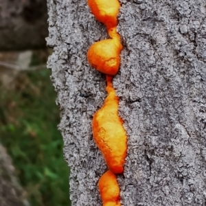 Trametes coccinea at Eurobodalla National Park - 2 May 2024