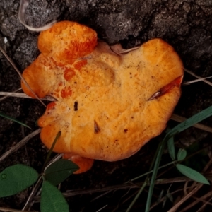 Trametes coccinea at Eurobodalla National Park - 2 May 2024