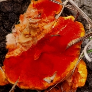 Trametes coccinea at Eurobodalla National Park - 2 May 2024