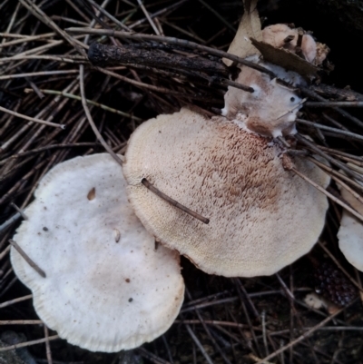 Unidentified Fungus at Potato Point, NSW - 2 May 2024 by Teresa