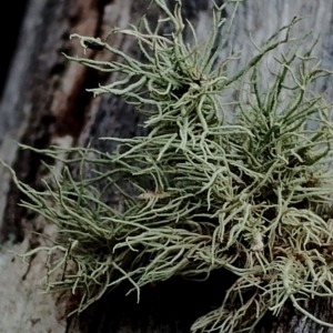 Usnea sp. (genus) at Potato Point, NSW - 2 May 2024 12:09 PM