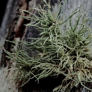 Usnea sp. (genus) (Bearded lichen) at Potato Point, NSW by Teresa