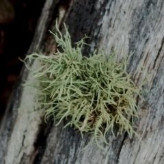 Usnea sp. (genus) at Potato Point, NSW - 2 May 2024 12:09 PM