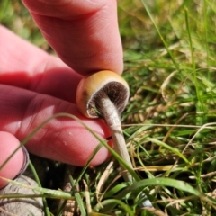 Psilocybe subaeruginosa (Psilocybe subaeruginosa) at QPRC LGA - 3 May 2024 by Csteele4