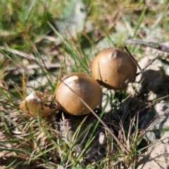 Psilocybe subaeruginosa at suppressed - suppressed