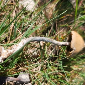 Psilocybe subaeruginosa at suppressed - suppressed