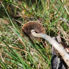 Psilocybe subaeruginosa at suppressed - suppressed