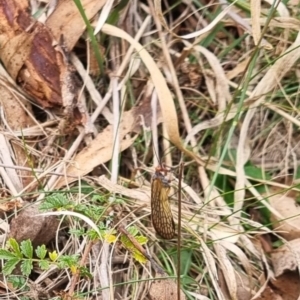 Chorista australis at QPRC LGA - 2 May 2024 01:50 PM