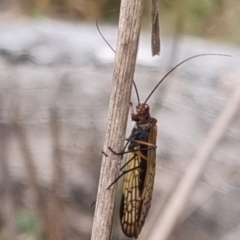 Chorista australis at QPRC LGA - 2 May 2024 01:50 PM