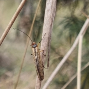 Chorista australis at QPRC LGA - 2 May 2024 01:50 PM