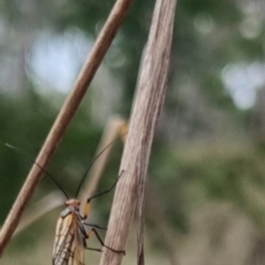 Chorista australis at QPRC LGA - 2 May 2024 01:50 PM