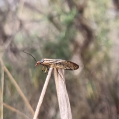 Chorista australis at QPRC LGA - 2 May 2024 01:50 PM