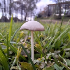 Oudemansiella 'radicata group' (Rooting shank) at Australian National University - 30 Apr 2024 by LouGaffey