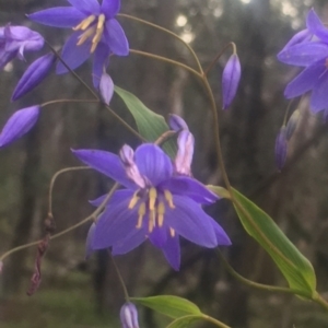 Stypandra glauca at The Rock Nature Reserve - 4 May 2022 02:57 PM