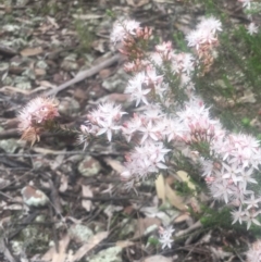 Calytrix tetragona (Common Fringe-myrtle) at The Rock Nature Reserve - Kengal Aboriginal Place - 4 May 2022 by CarmelB