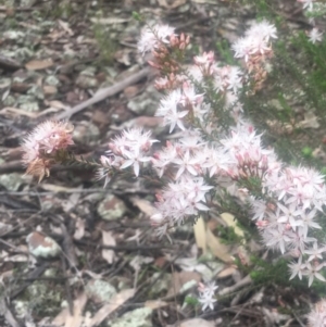 Calytrix tetragona at The Rock Nature Reserve - 4 May 2022 03:02 PM