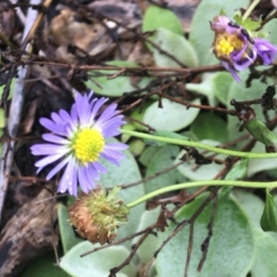 Calotis cuneifolia (Purple Burr-daisy) at The Rock Nature Reserve - Kengal Aboriginal Place - 3 May 2024 by CarmelB