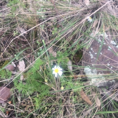 Unidentified Daisy at The Rock Nature Reserve - 11 Sep 2022 by CarmelB