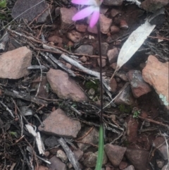 Caladenia fuscata (Dusky Fingers) at The Rock Nature Reserve - Kengal Aboriginal Place - 1 Sep 2022 by CarmelB