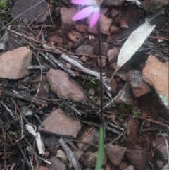 Caladenia fuscata (Dusky Fingers) at The Rock Nature Reserve - 1 Sep 2022 by CarmelB