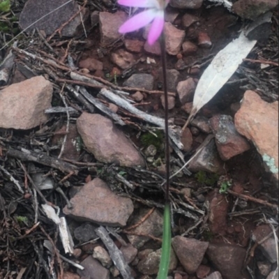 Caladenia fuscata (Dusky Fingers) at The Rock Nature Reserve - 1 Sep 2022 by CarmelB