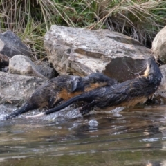 Hydromys chrysogaster (Rakali or Water Rat) at Kambah, ACT - 3 May 2024 by rawshorty