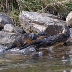 Hydromys chrysogaster (Rakali or Water Rat) at Tidbinbilla Nature Reserve - 3 May 2024 by rawshorty