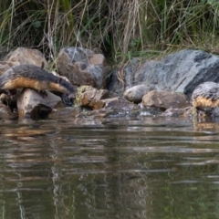 Hydromys chrysogaster at Tidbinbilla Nature Reserve - 3 May 2024