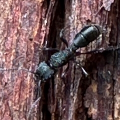 Rhytidoponera metallica (Greenhead ant) at Aranda, ACT - 3 May 2024 by lbradley