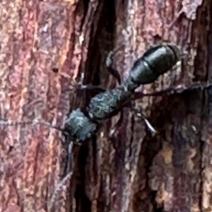 Rhytidoponera metallica (Greenhead ant) at Aranda Bushland by lbradley