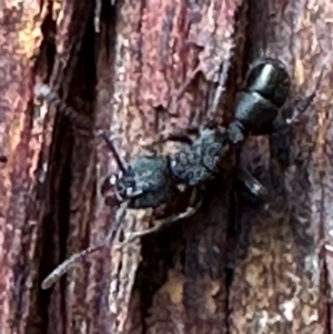 Rhytidoponera metallica at Aranda, ACT - 3 May 2024 03:56 PM